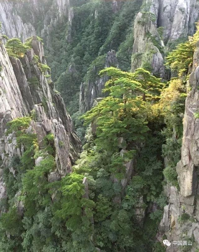 救援男孩与狗